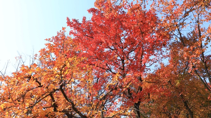 苏州天平山秋季风光 4K  未剪辑