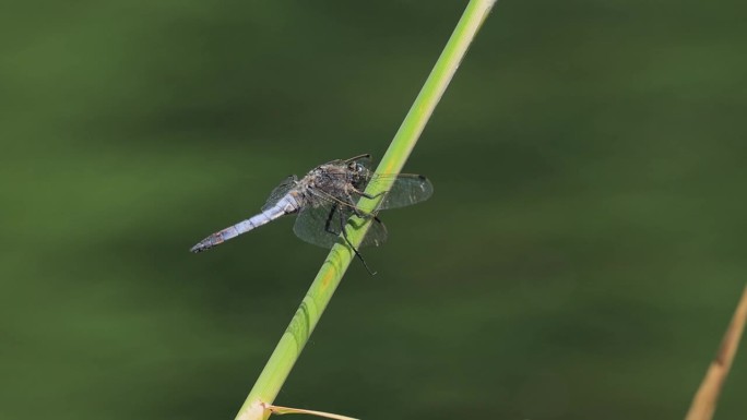 蜻蜓 Libellula depressa，宽体追蜻蜓或宽体蜻蜓，是欧洲和中亚最常见的蜻蜓之一。