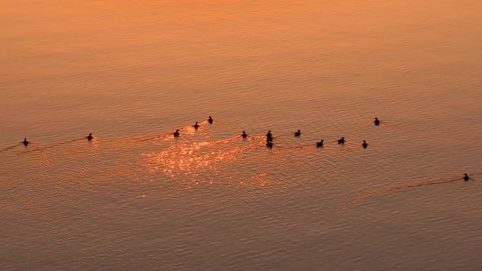 夕阳湖面上的水鸟 野鸭 大雁