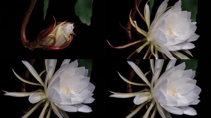 在自然光下，仙人掌花（Epiphyllum oxypetalum）盛开的整个过程。