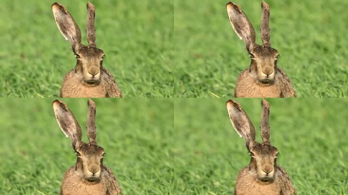 欧洲野兔（Lepus europaeus），也称为棕色野兔，在田野中以慢动作拍摄。特写镜头。