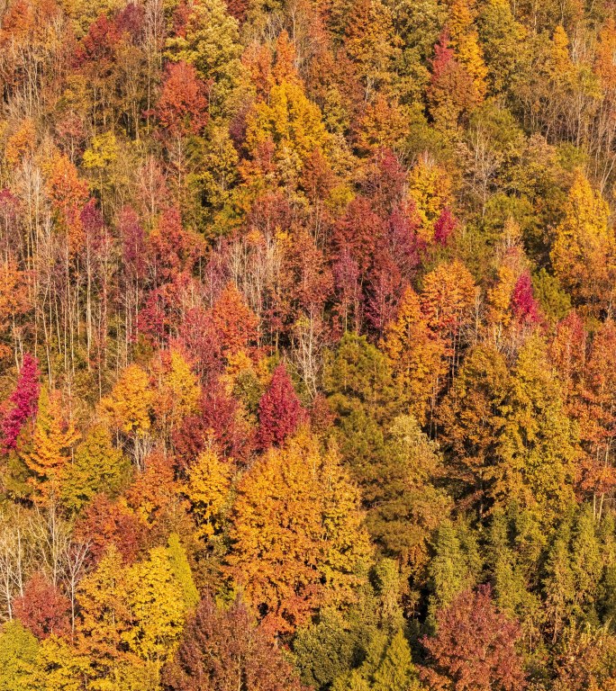 秋天秋叶秋景山林枫叶唯美红叶航拍