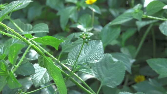 马缨丹  植株 花 叶 果实