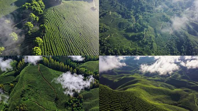 多角度航拍茶园茶山云海绿茶