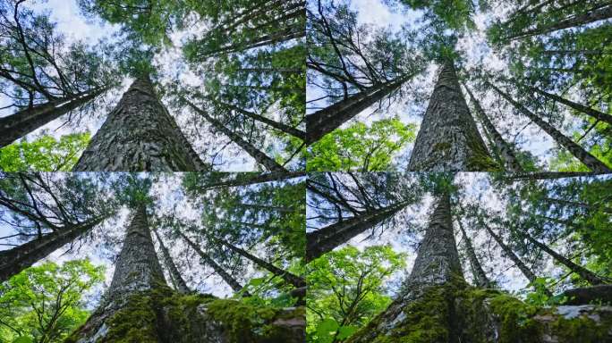 仰拍 唯美森林树林仰拍 大自然