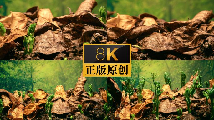 实拍种子发芽从枯叶中破土而出延时
