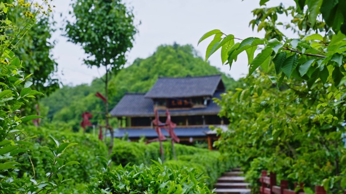 茶园 茶叶茶特写 采茶