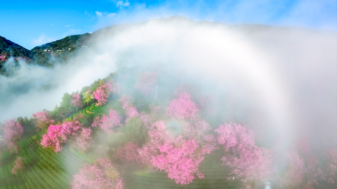 美轮美奂美若仙境的无量山樱花