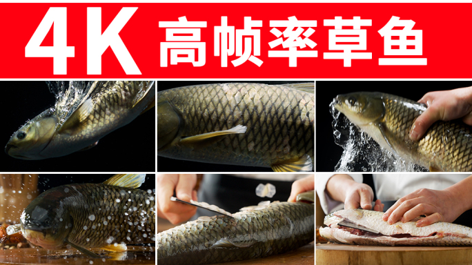 草鱼