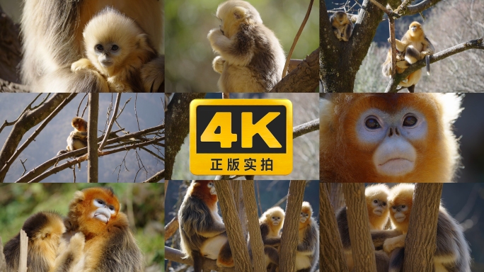 稀有升格高品质金丝猴素材