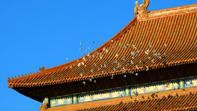 【4K】鸽子飞过天空 鸟群故宫 遮挡转场