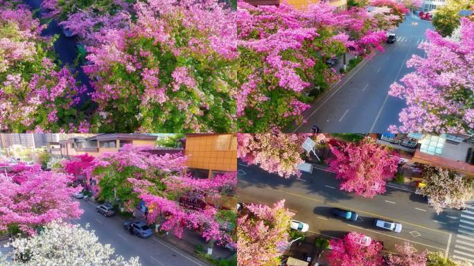 四川攀枝花   异木棉花开了
