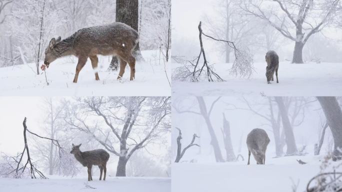 梅花鹿小鹿冰天雪地觅食