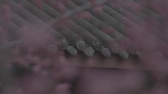 望江公园赏梅