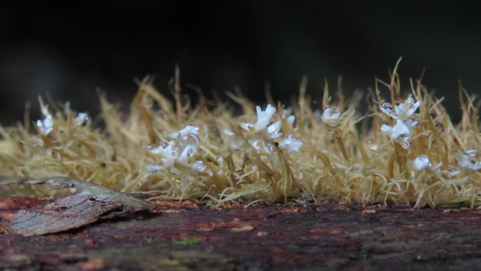 Pterula 真菌