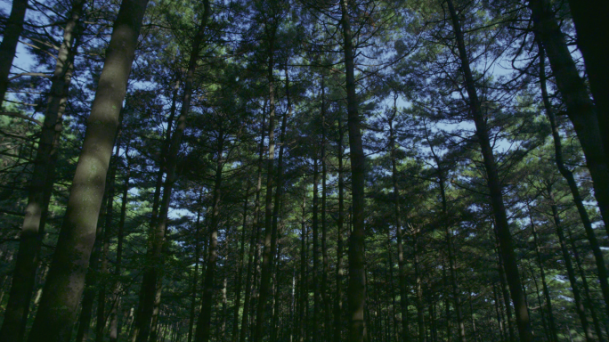 树林森林树木阳光穿透树林大自然丛林山林