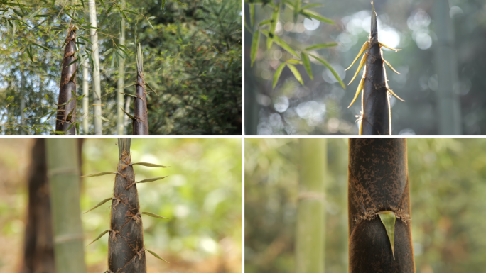 高耸挺拔的春笋实拍合集