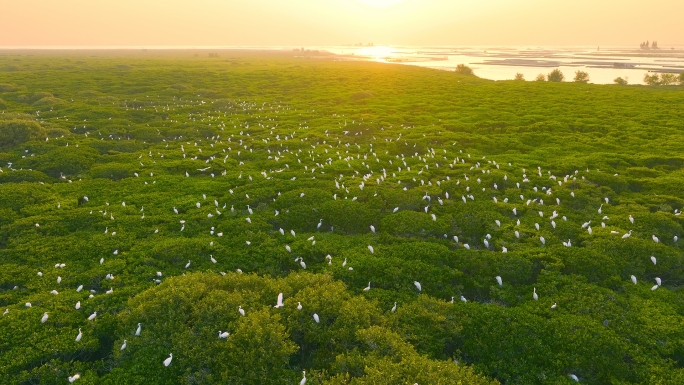 白鹭归巢红树林湿地航拍