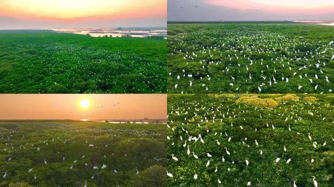 白鹭归巢红树林湿地航拍