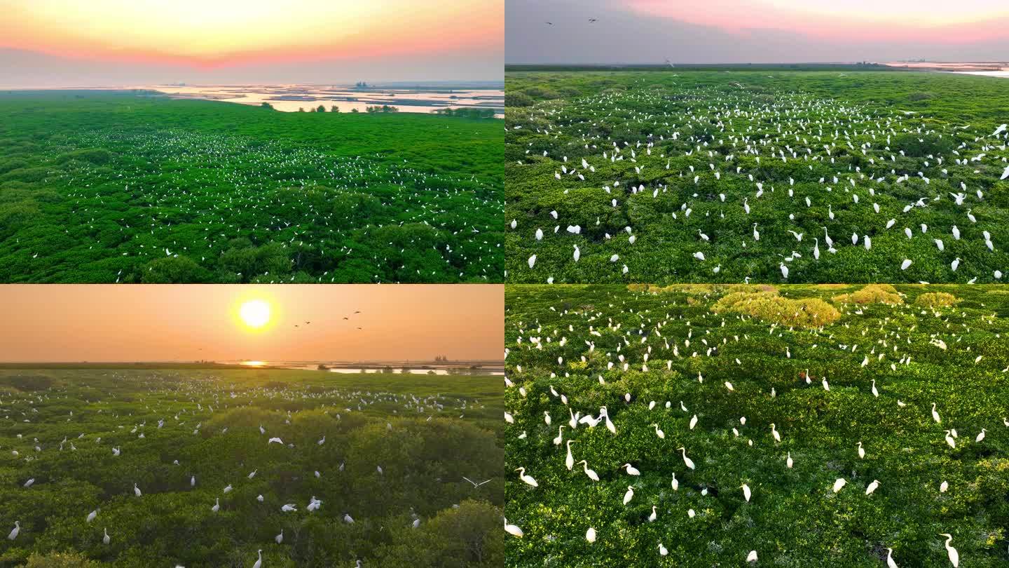 白鹭归巢红树林湿地航拍
