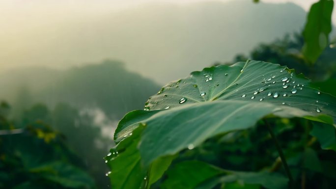 雨林晨露 清风摇曳 生机自然画面