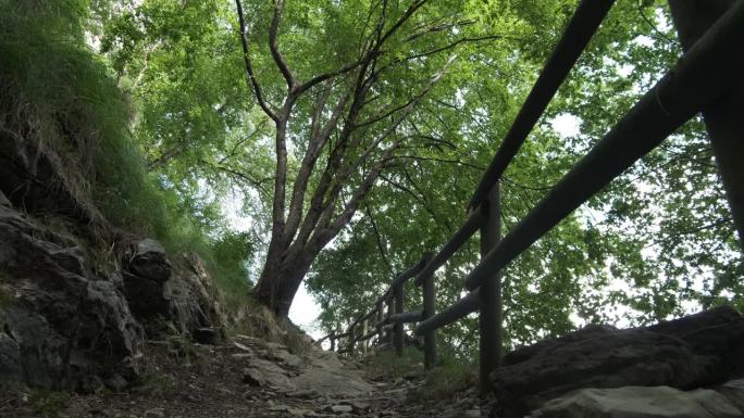 树林中的小径。高大的树木间的徒步旅行小径。