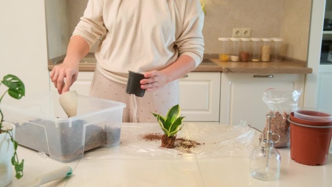 一位女性正在进行家庭园艺，为种植一盆虎尾兰倒入土壤。更换室内植物的土壤是它们生长和健康的重要环节。