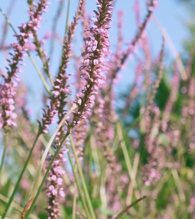 美丽的粉色花朵，缠绕苦苣（Bistorta amplexicaulis）。山羊绒。