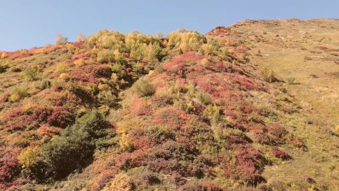 秋季山脉风景，五彩斑斓的秋季森林位于山谷中，航拍格鲁吉亚萨梅格雷洛的金色秋天树木。高加索山脉。