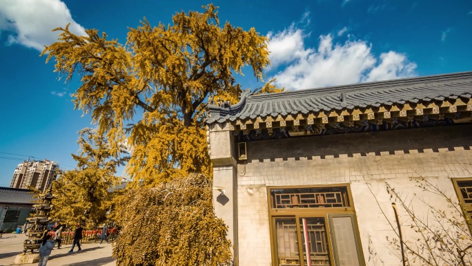 城阳法海寺银杏