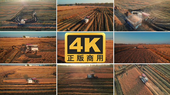 盘锦东北大米水稻收割丰收农户