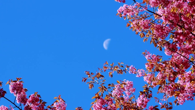 盛开的樱花和月亮空镜特写