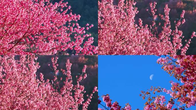 盛开的樱花和月亮空镜特写