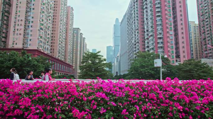 广州塔鲜花簇拥花城花海三角梅花市