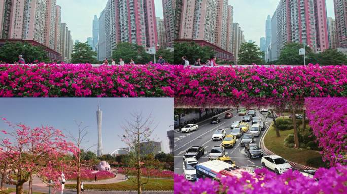 广州塔鲜花簇拥花城花海三角梅花市