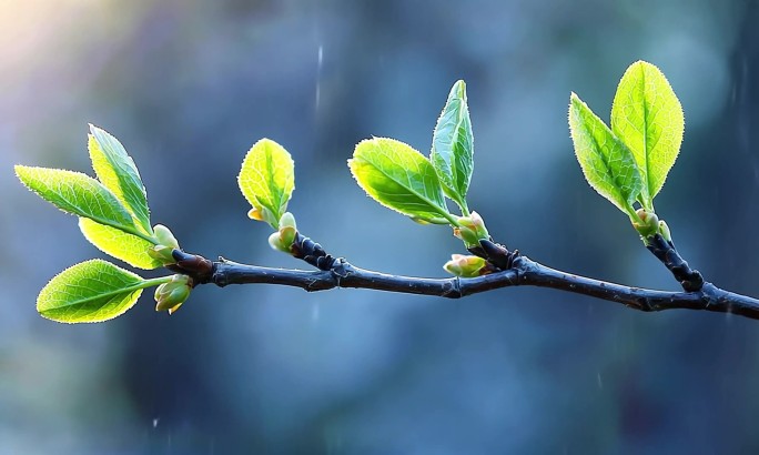 春天立春 惊蛰雨水 万物复苏 春暖花开