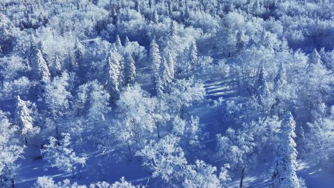 林海雪原冰雪森林唯美雾凇景观