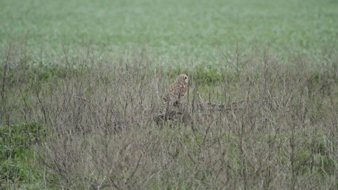 短耳鸮（Asio flammeus）坐在田野中。