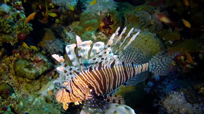 普通狮子鱼（Pterois volitans），在红海的珊瑚礁上捕猎和游动。埃及。