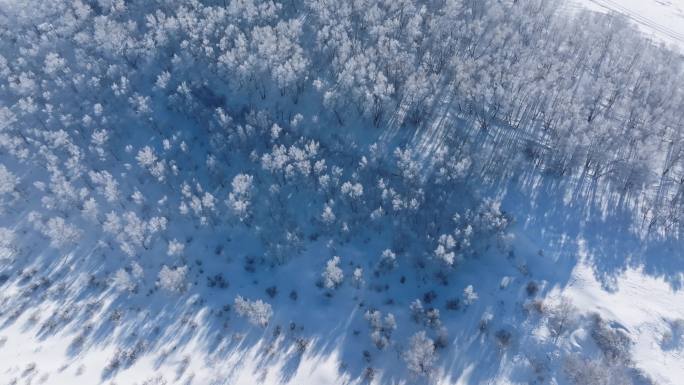 乌兰布统雾凇雪景雪林航拍