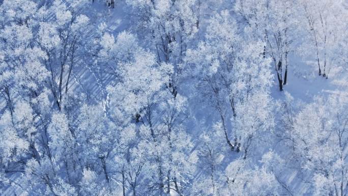 乌兰布统雾凇雪景雪林航拍