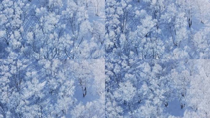乌兰布统雾凇雪景雪林航拍