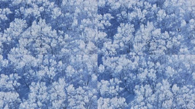 乌兰布统雾凇雪景雪林航拍