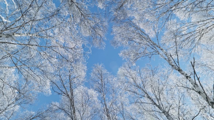 乌兰布统雾凇雪景雪林航拍