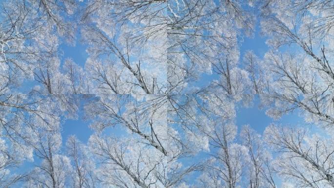 乌兰布统雾凇雪景雪林航拍