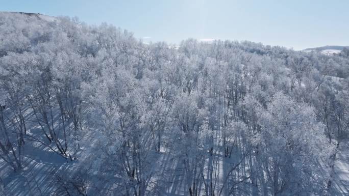 乌兰布统雾凇雪景雪林航拍