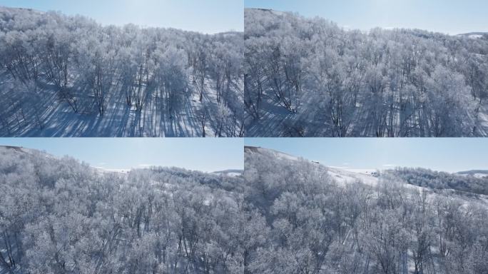 乌兰布统雾凇雪景雪林航拍