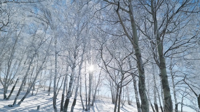 乌兰布统雾凇雪景雪林航拍