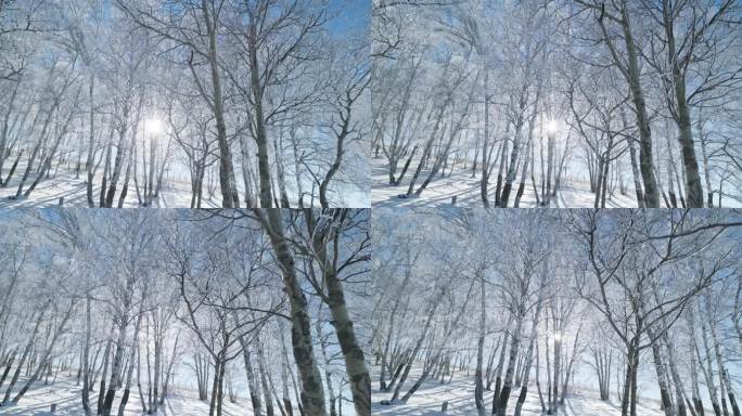 乌兰布统雾凇雪景雪林航拍