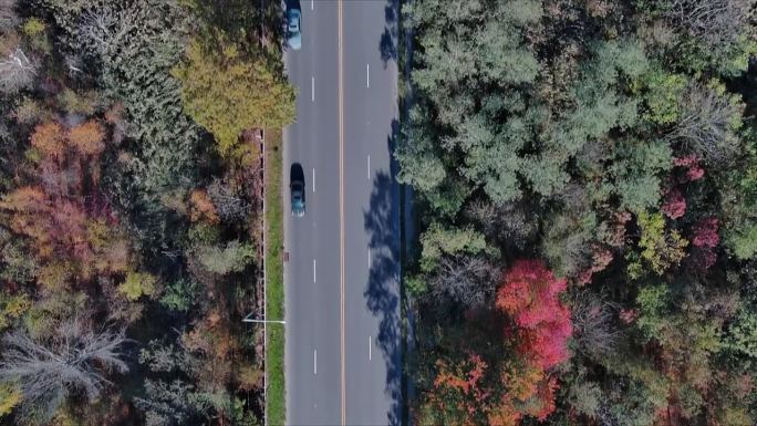 五彩斑斓的秋叶环绕着一条蜿蜒的森林道路。